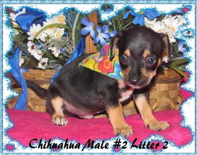 Puppies in KY